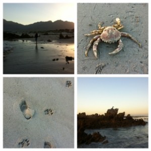 Every time I visit Pringle Bay Beach I see something new around me and in myself,